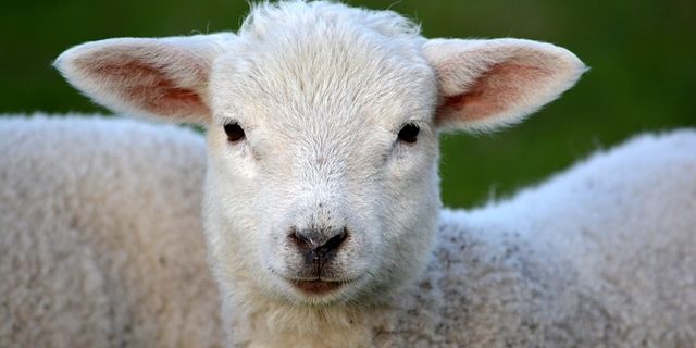 lamb-292512_640