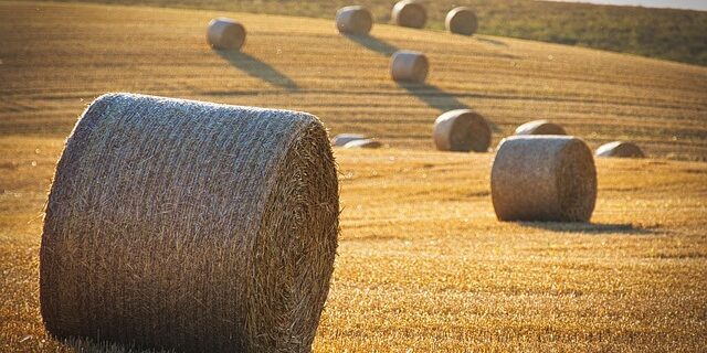rainerh11-harvest-8118900_640